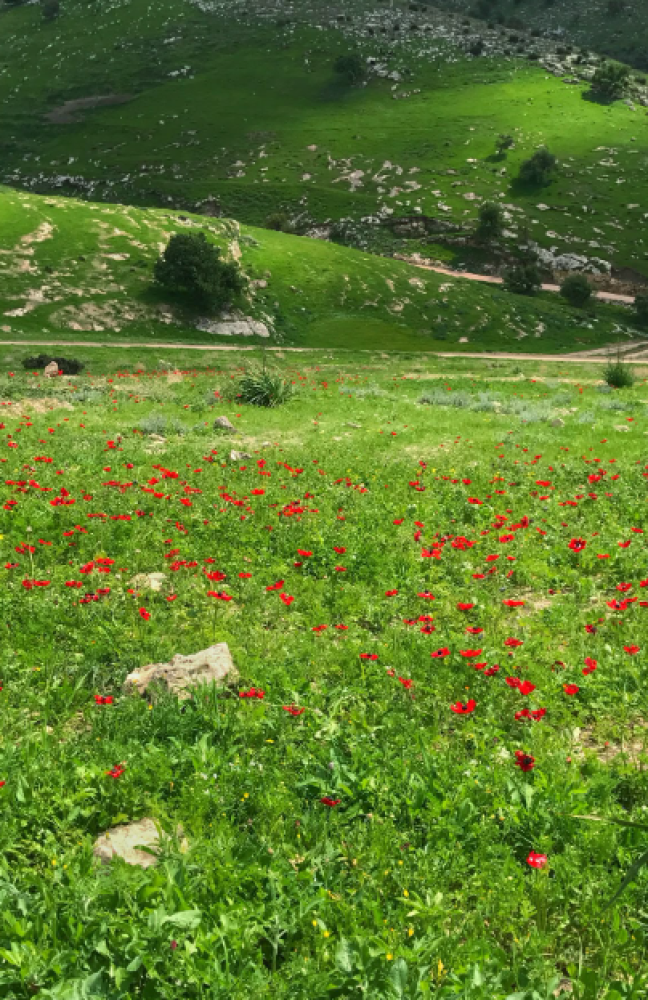 اكتشف أنواع النباتات الطبيعية ووظائفها في الطبيعة