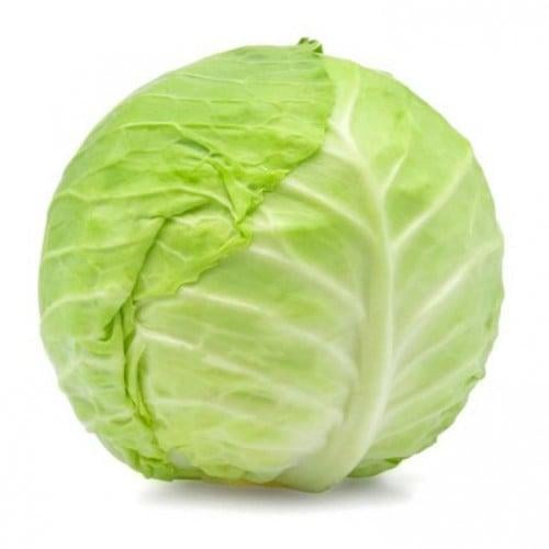 ملفوف اخضر حية