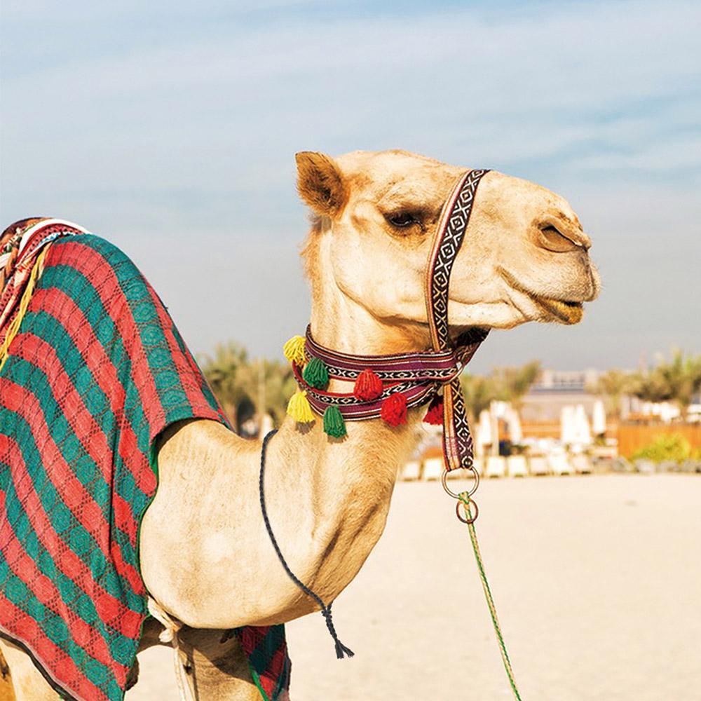 قلادة رقبة زينة- خفيفة الوزن وسهلة التركيب، تصميم أنيق وعصري، متينة وتدوم طويلاً،ضمان سنتان