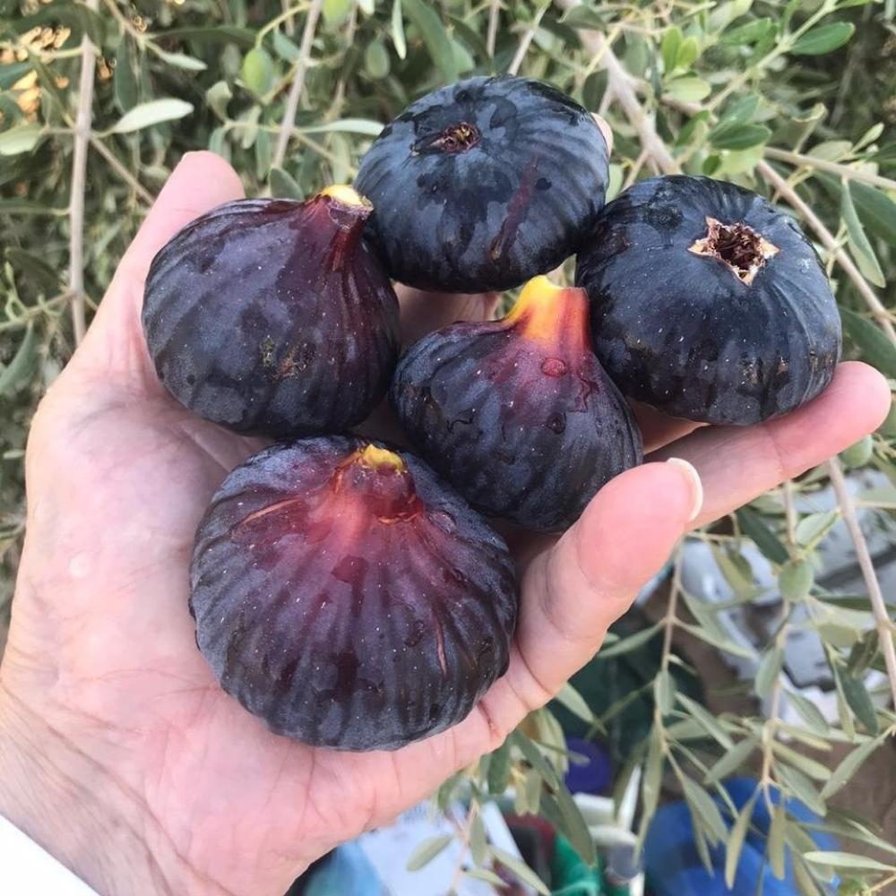 تين اسباني اسود