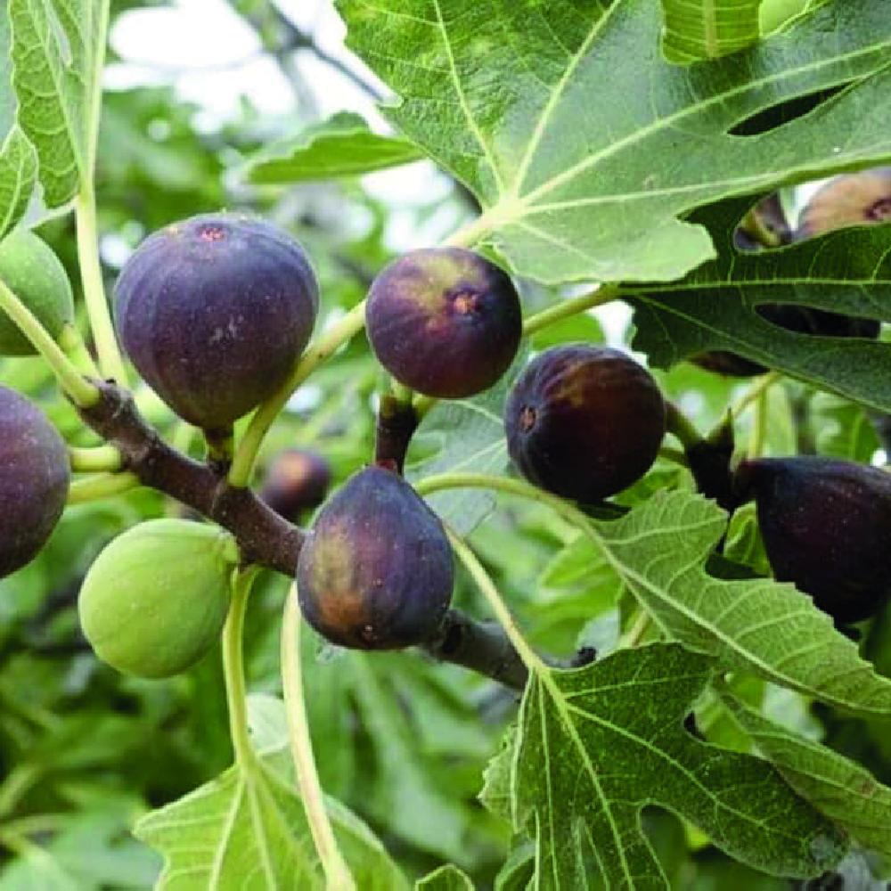 تين اسباني اسود