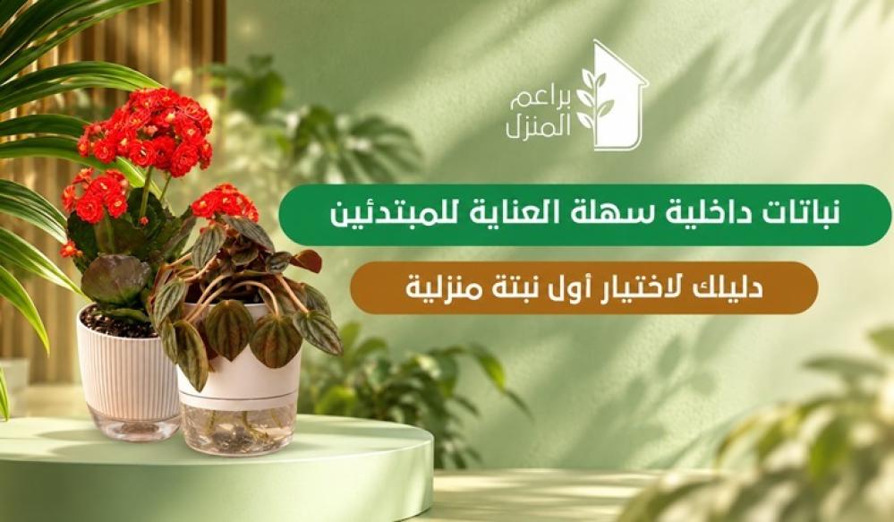 نباتات داخلية سهلة العناية للمبتدئين: دليلك لاختيار أول نبتة منزلية