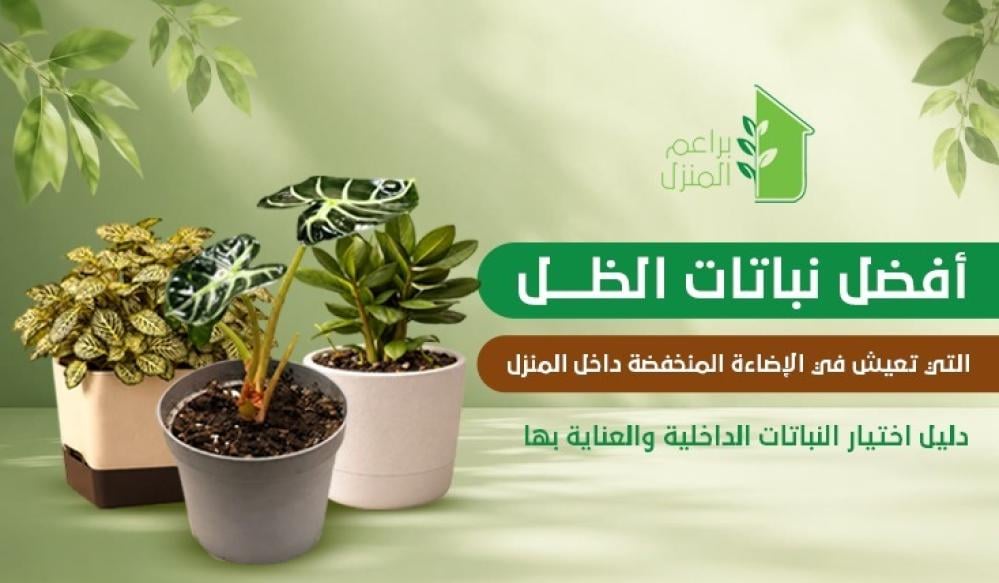 أفضل نباتات الظل التي تعيش في الإضاءة المنخفضة داخل المنزل: دليل اختيار النباتات الداخلية والعناية بها