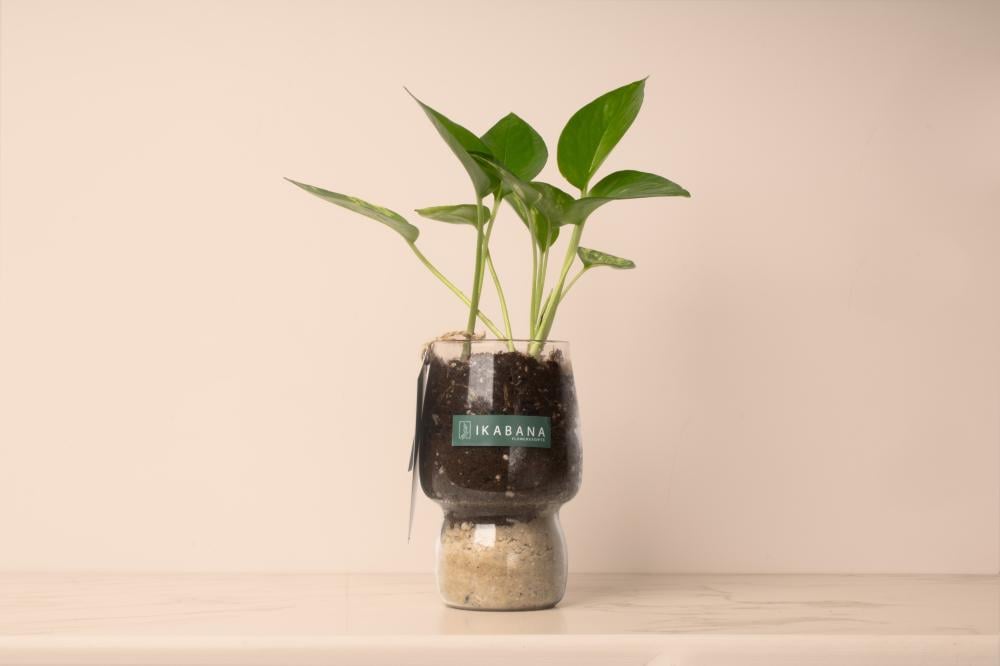 نبتة البوتس: أفضل نبتة منزلية سهلة العناية تضيف لمسة طبيعية أنيقة