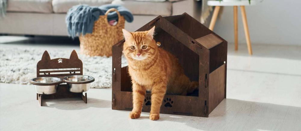 🐾 تربية القطط في المنزل: بين الحنان والمسؤولية