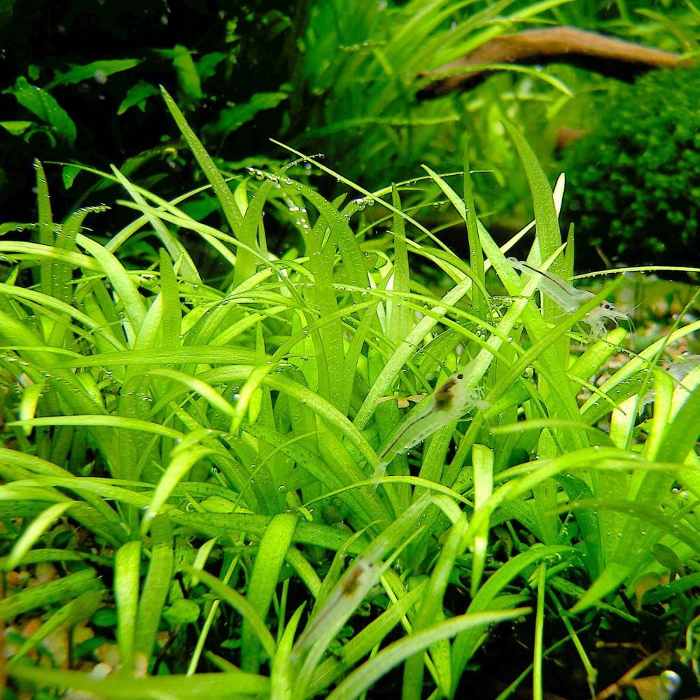 نبتة دوارف ساجيتاريا - Dwarf Sagittaria