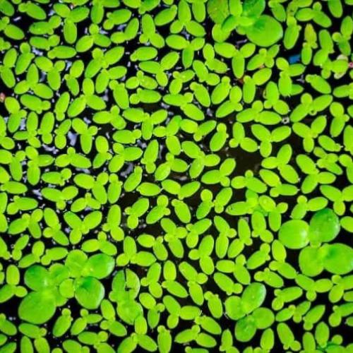 نبتة داك ويد الطافي (Duckweed)