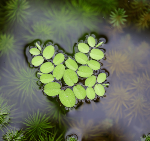 Salvinia minima - نبات سالفينيا الطافي ( 1 كوب )