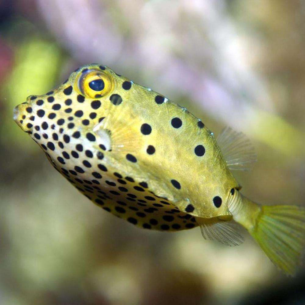 aqua box fish Cubicus Boxfish (Ostracion cubicus) MarineSolutions The cabinets utility opening in the back allows for optimal ventilation and easy cord routing box fish - Picture of