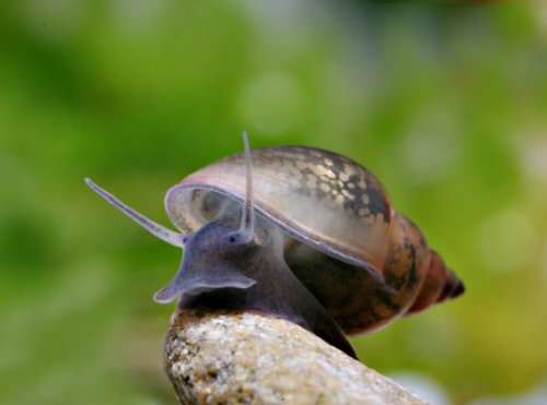 حلزون المثانة (Bladder Snails)