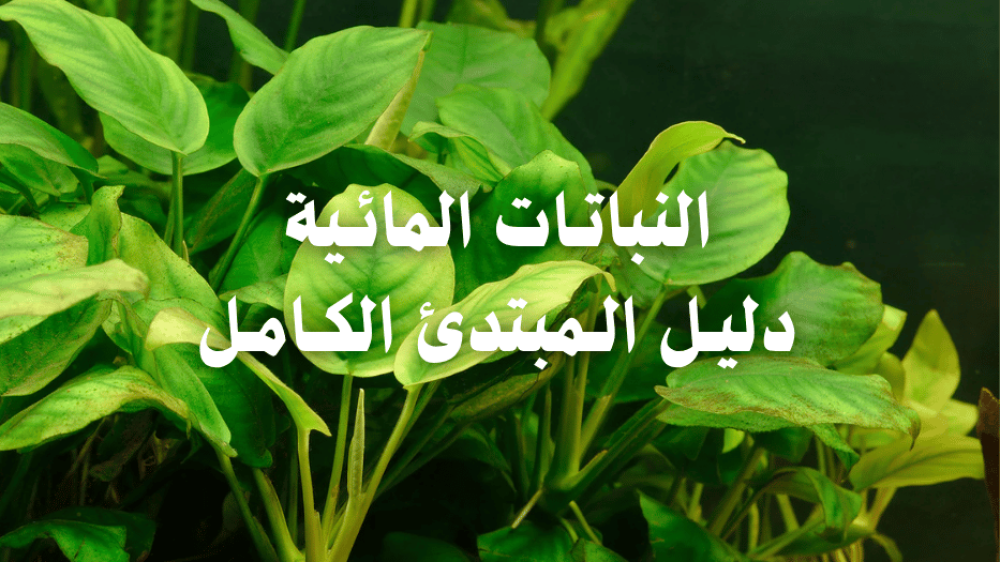 النباتات المائية ( دليل المبتدئ الكامل )