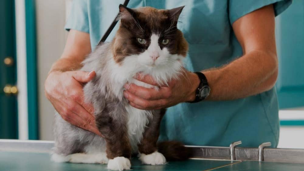 ما أسباب التهاب المثانة عند القطط وطرق العلاج؟