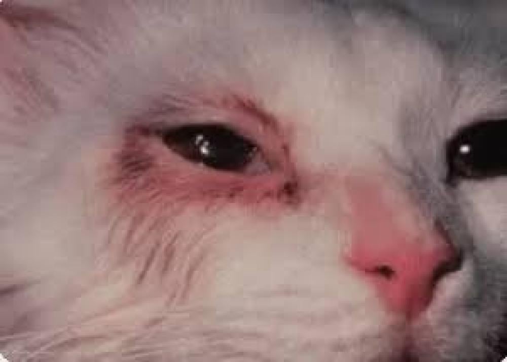 أسباب أمراض العيون عند القطط وعلاجها: