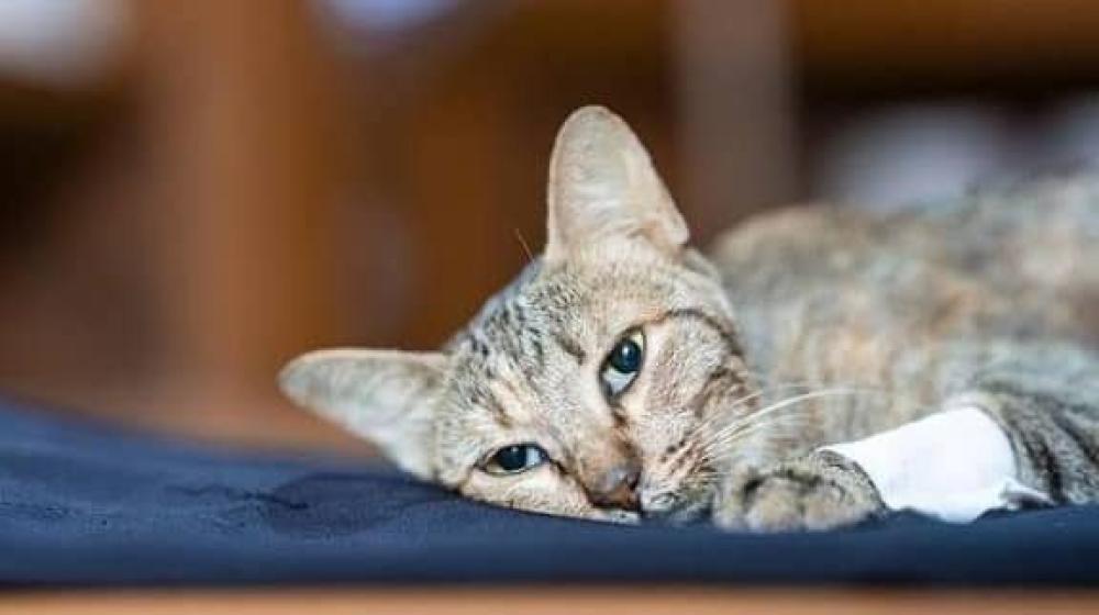 ماهي أمراض القطط الشائعة في الشتاء