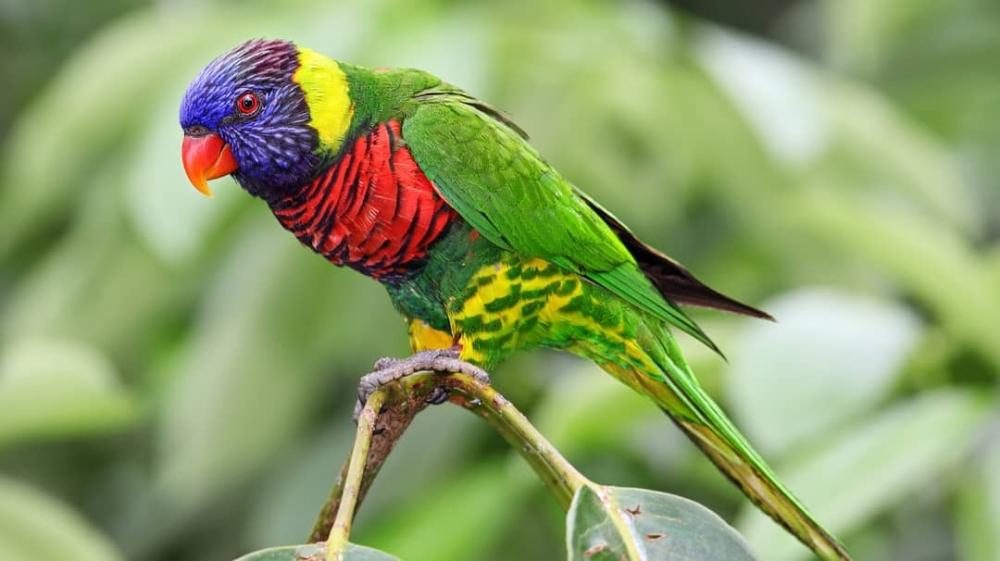 كيفية العناية بطائر اللوري؟