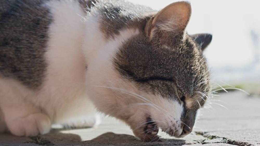 ماأسباب استفراغ القطط؟وما علاج كرات الشعر؟