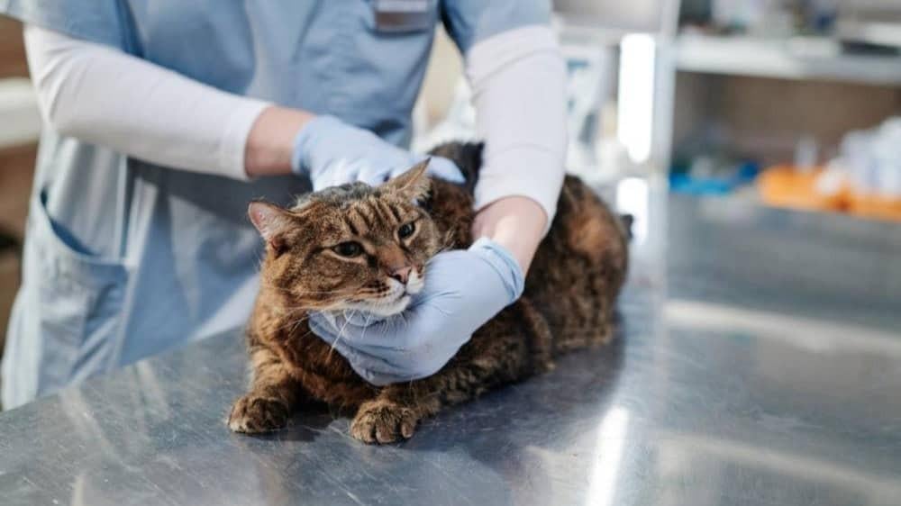 الفرق بين الإخصاء والتعقيم عند القطط: