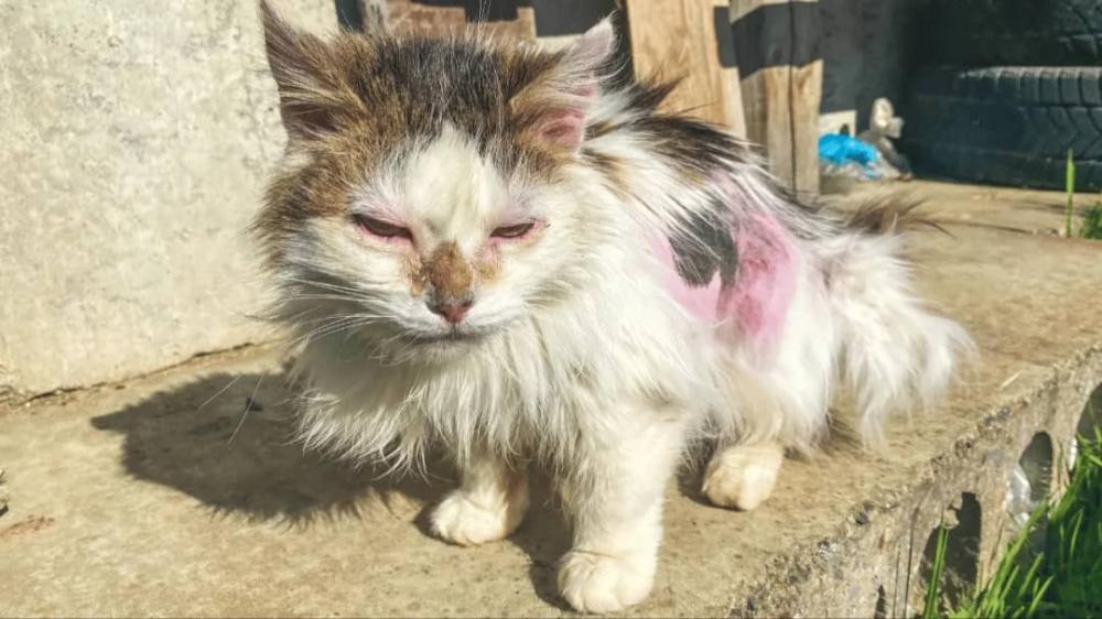 أعراض الإصابة بالفطريات عند القطط