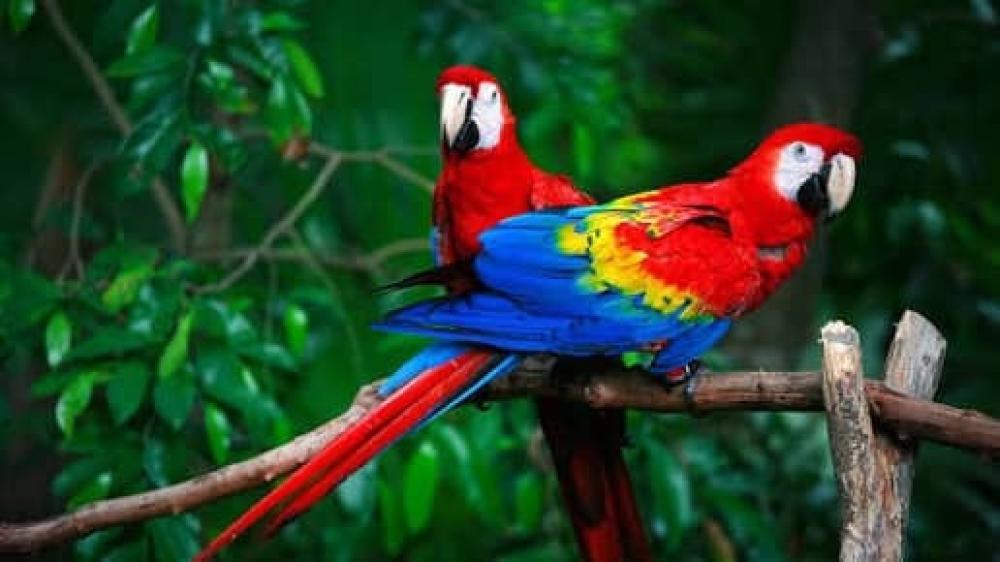 أشهر أنواع الببغاءات: