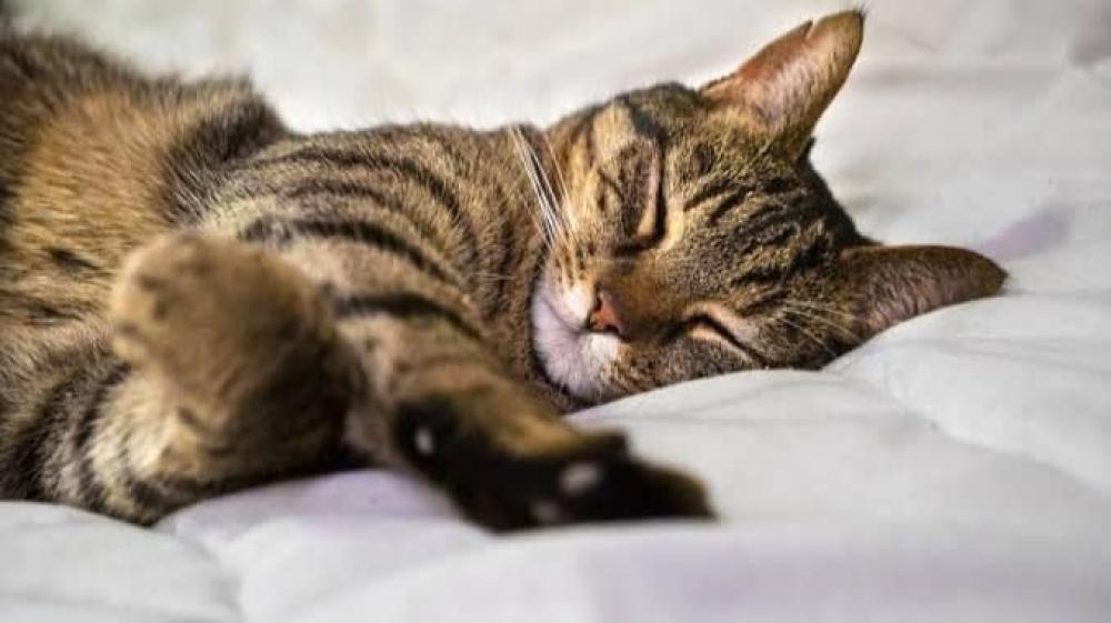 وضعيات نوم القطط ومعانيها