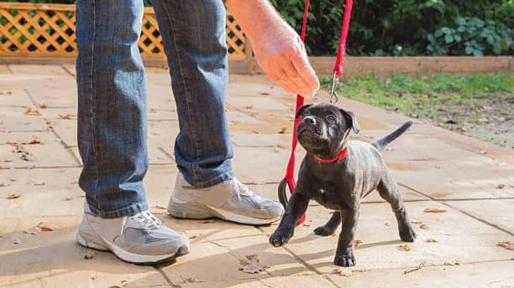 كيف تعلم كلبك الطاعة