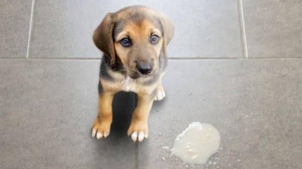 ما أسباب القيء عند الكلاب؟