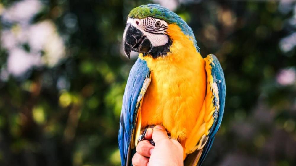 كيفية العناية بالببغاوات والاهتمام بها