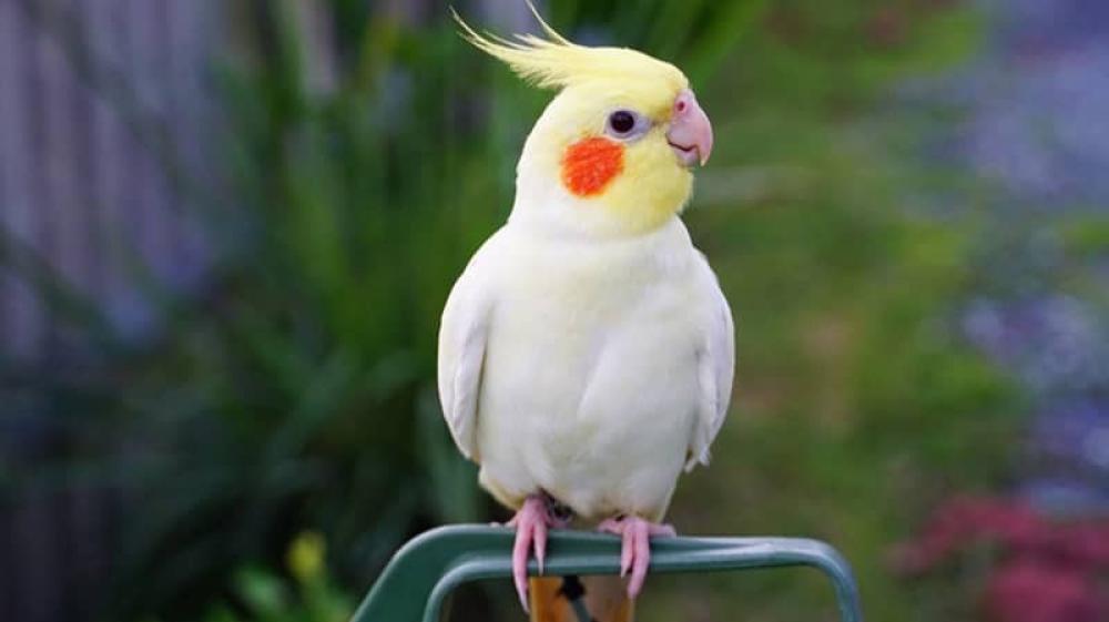 عيوب طائر الكوكاتيل وكيفية التعامل معها: