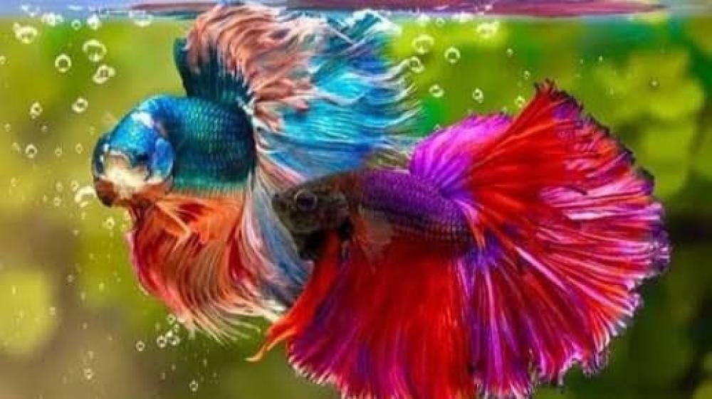 سمك الفايتر وأنواعه و كيفية العناية به: