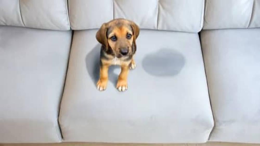 كيفية منع الكلاب من التبول على الأثاث؟