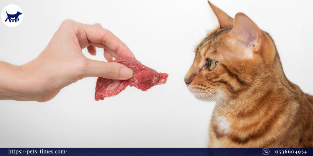 ما أضرار تناول اللحم النيء على القطط المنزلية؟