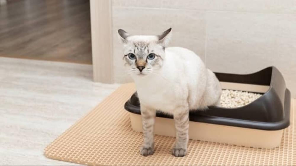 كيف أدرب قطتي على استخدام صندوق الفضلات (الليتر بوكس)؟