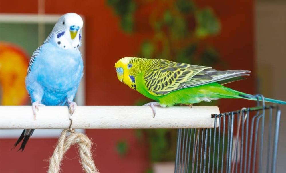 علامات المرض الشائعة عند الطيور وكيفية التعامل معها