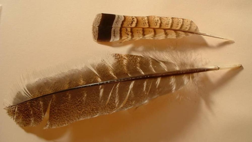 ماأهمية الريش عند الطيور وكيفية الحفاظ عليه؟