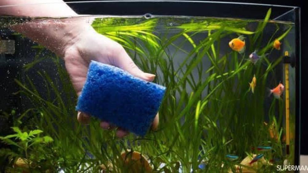 كيفية تنظيف حوض الاسماك؟