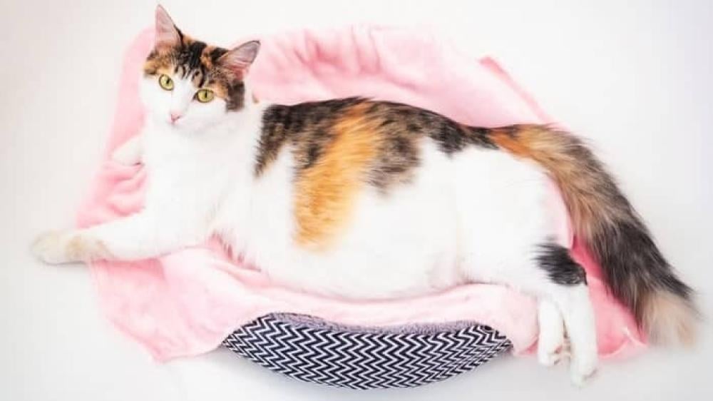 ماهي علامات الحمل عند القطط؟