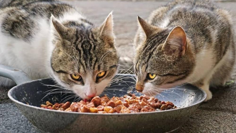 ما الطعام المناسب للقطط المعقمة؟