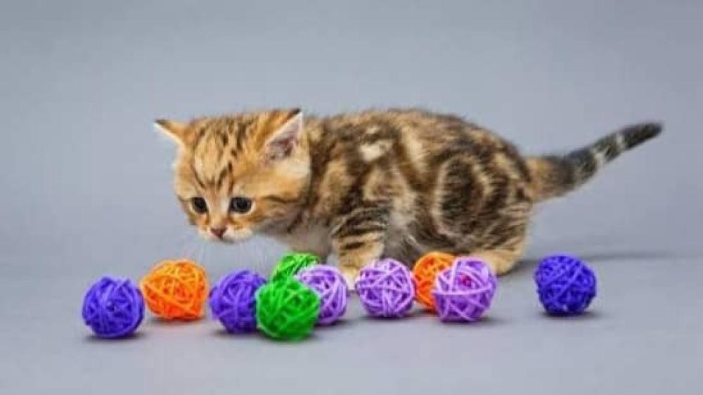 ماهي الألعاب المناسبة للقطط وما فوائدها
