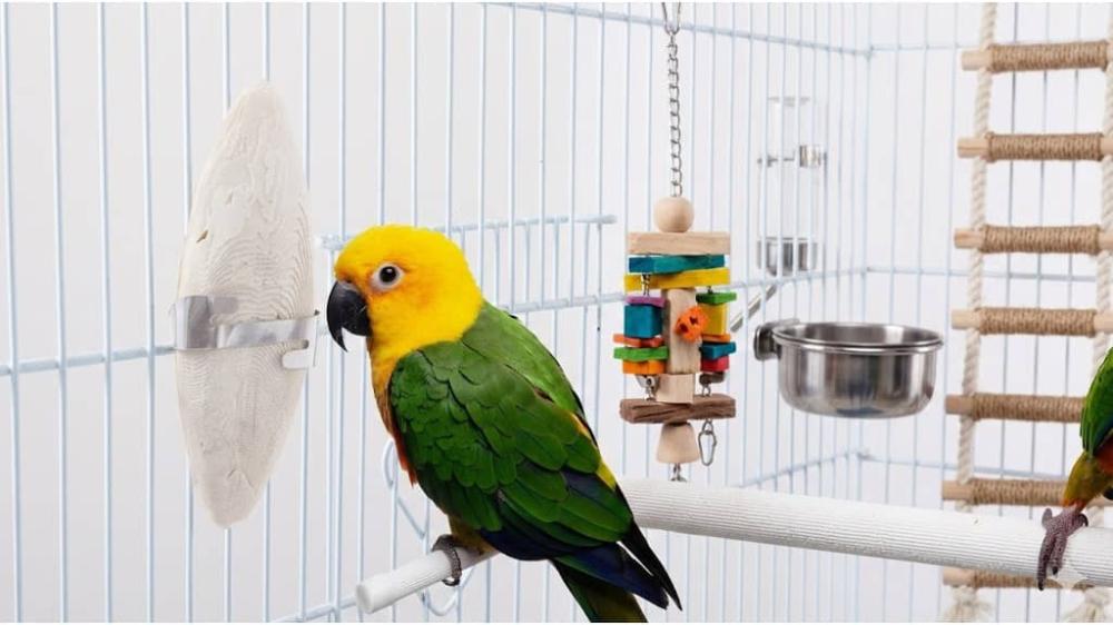 ما أهمية شحذ المنقار عند الطيور؟