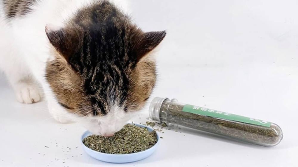 ما هي فوائد النعناع البري للقطط