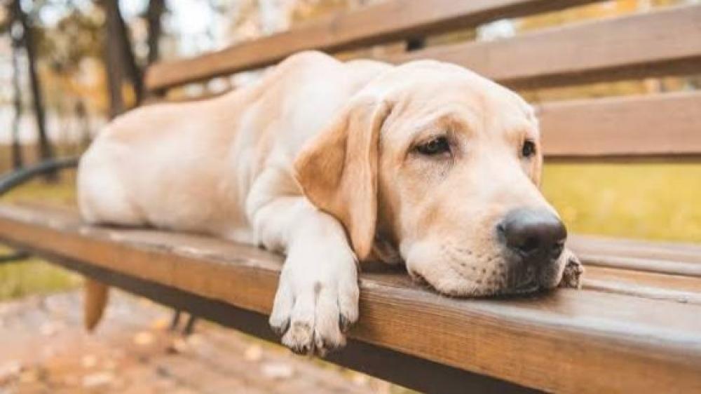 ماهي أسباب هشاشة العظام عند الكلاب