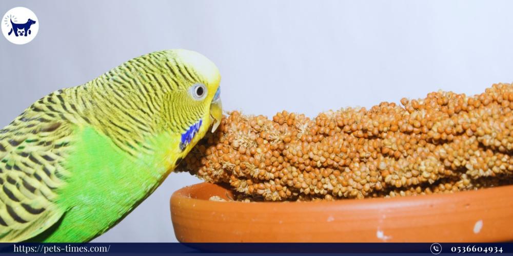 اختيار نوعية الطعام المناسبة لطيور البادجي
