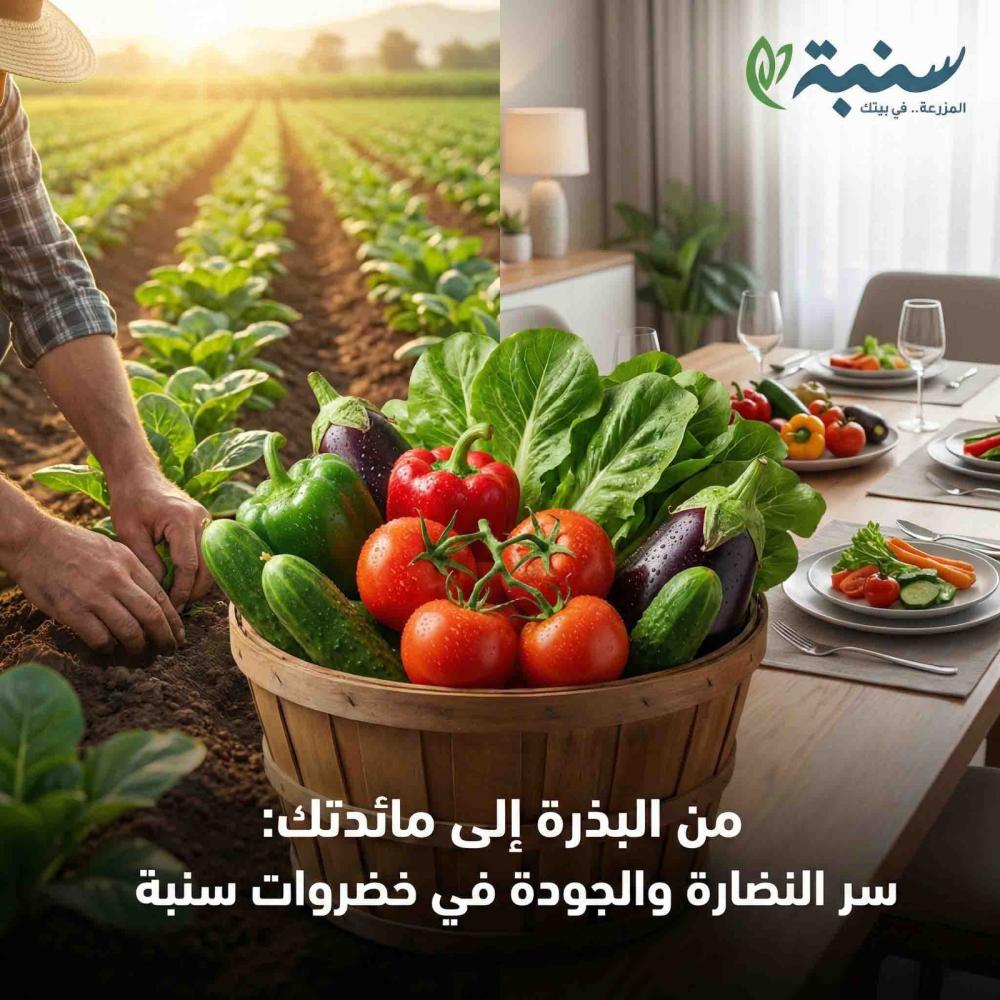 عن رحلة المنتج (سنبة) من البذرة إلى مائدتك: سر النضارة والجودة في خضروات "سنبة"