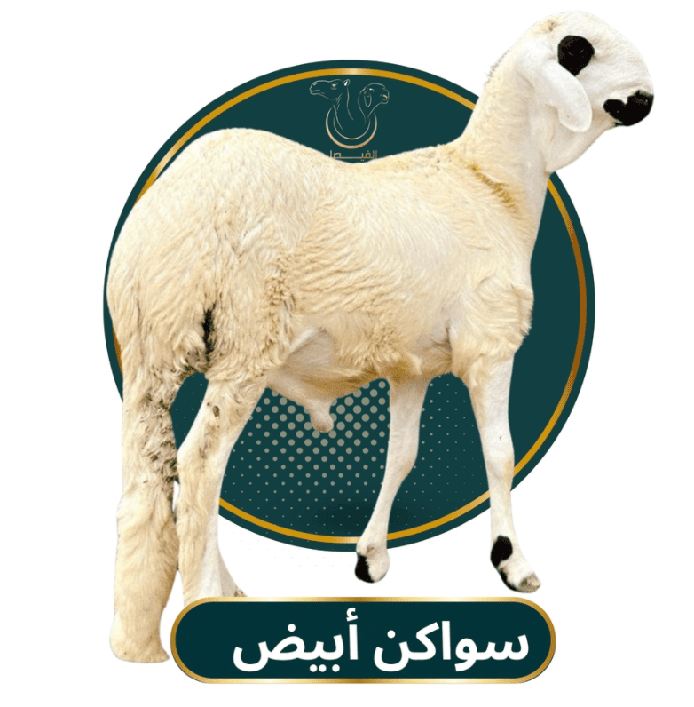 سواكني ابيض