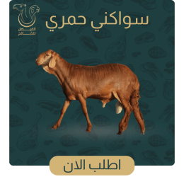 سواكني حمري 4