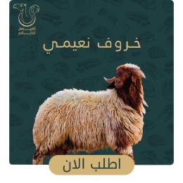 خروف نعيمي 3