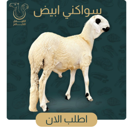 سواكني ابيض 4