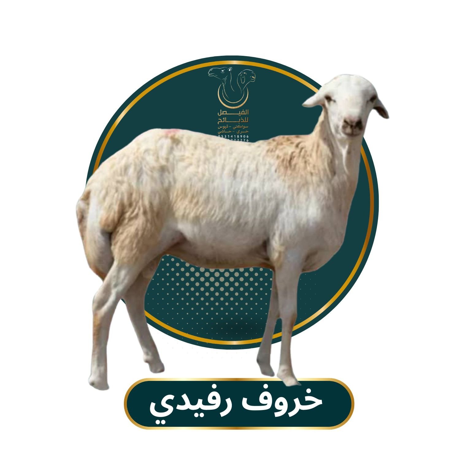 خروف رفيدي
