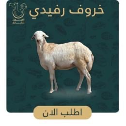 خروف رفيدي 1