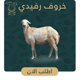 خروف رفيدي 3